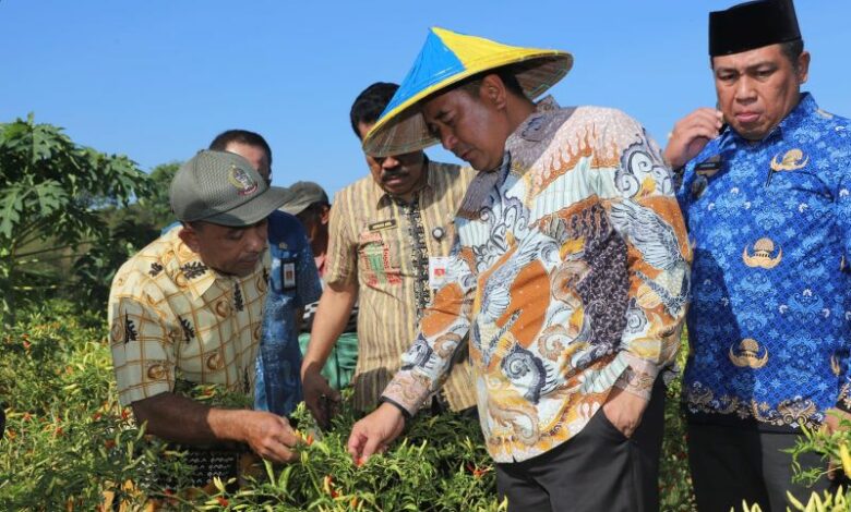 Pj Gubernur Sulsel Panen Cabai Cakra Putih di Kabupaten Maros Pj Gubernur Sulsel Panen Cabai Cakra Putih di Kabupaten Maros