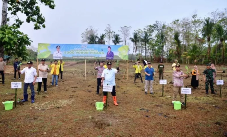 Pemprov Sulsel Gandeng IAIN Bone Kembangkan Budi Daya Pisang Pemprov Sulsel Gandeng IAIN Bone Kembangkan Budi Daya Pisang