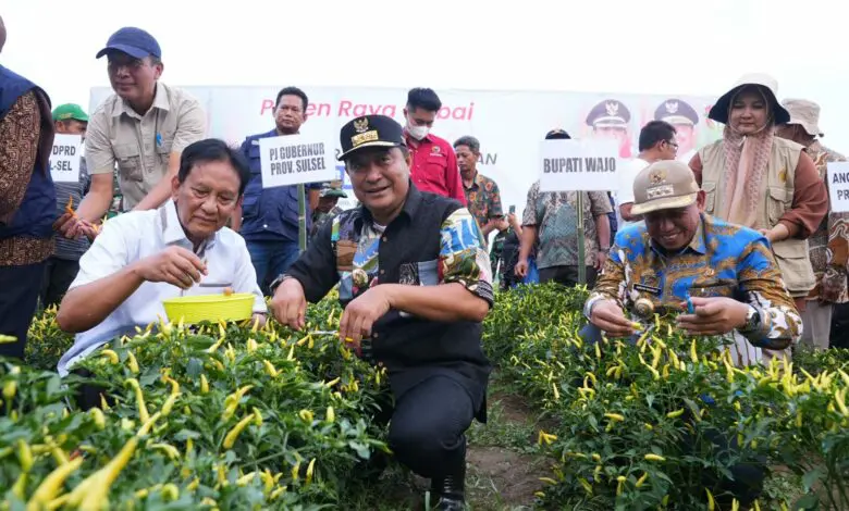 Sulsel Kompak Panen Raya Cabai Sulsel Kompak Panen Raya Cabai