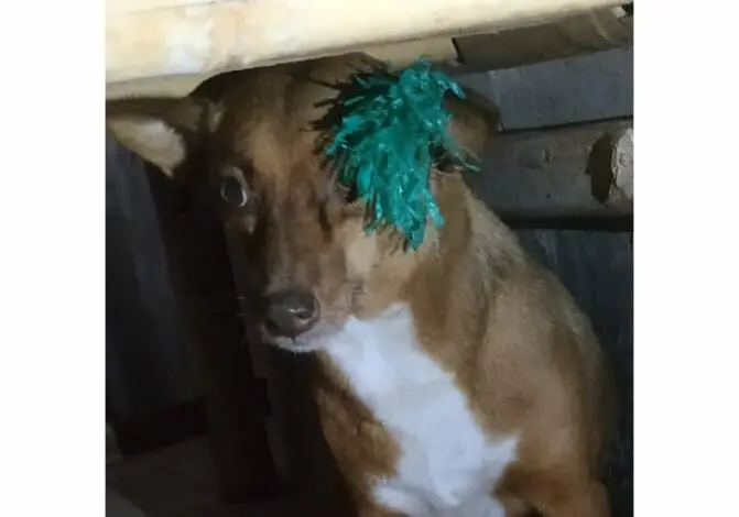 Aksi Penyelamatan Damkar Makassar saat Anjing Peliharaan Dibusur Anak Tetangga Aksi Penyelamatan Damkar Makassar saat Anjing Peliharaan Dibusur Anak Tetangga