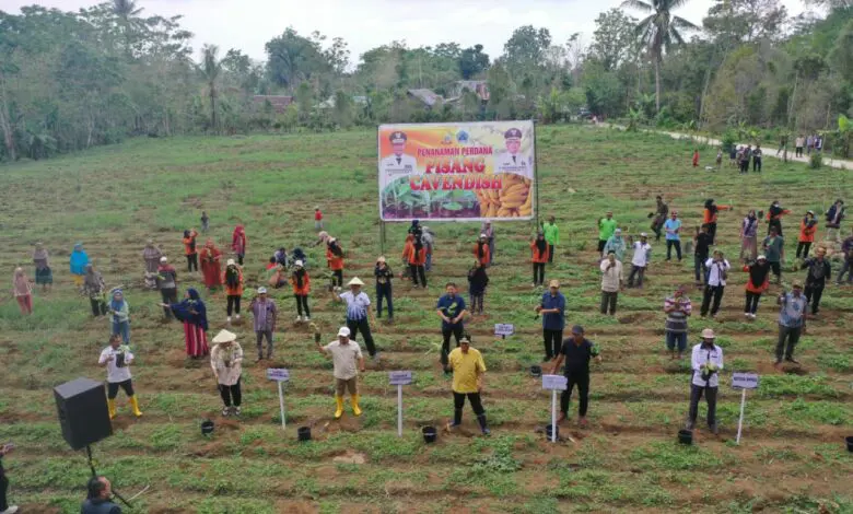 Ubi dan Jagung Kurang Berhasil, Petani di Bantaeng Beralih ke Pisang Cavendish Ubi dan Jagung Kurang Berhasil, Petani di Bantaeng Beralih ke Pisang Cavendish