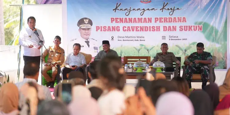 Pj Gubernur Sulsel Ingin Bone Jadi Daerah Penghasil Sukun Pj Gubernur Sulsel Ingin Bone Jadi Daerah Penghasil Sukun