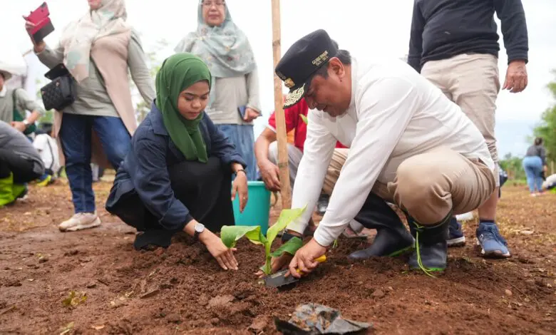Universitas Swasta Wilayah Sultanbatara Dukung Program Budidaya Pisang Cavendish Universitas Swasta Wilayah Sultanbatara Dukung Program Budidaya Pisang Cavendish