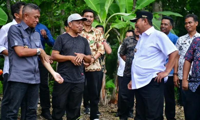 Cerita Petani Bone Beli Online Bibit Pisang Cavendish Kini Dibantu Pemprov Sulsel Cerita Petani Bone Beli Online Bibit Pisang Cavendish Kini Dibantu Pemprov Sulsel