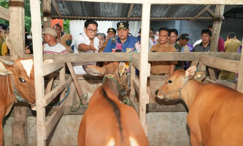 Pemprov Sulsel Dorong Inseminasi Buatan Hingga Gunakan Limbah Pisang Cavendish Sebagai Pakan Pemprov Sulsel Dorong Inseminasi Buatan Hingga Gunakan Limbah Pisang Cavendish Sebagai Pakan