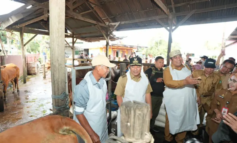 Puluhan Sapi Lokal di Maros Diinseminasi Sperma Simental dan Limosine Puluhan Sapi Lokal di Maros Diinseminasi Sperma Simental dan Limosine