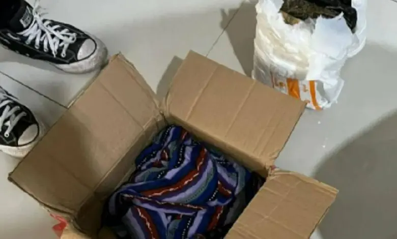 Bea Cukai Gagalkan Pengiriman 2,7 Kilogram Ganja di Makassar Bea Cukai Gagalkan Pengiriman 2,7 Kilogram Ganja di Makassar