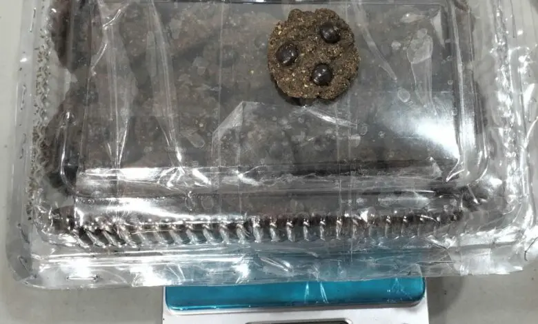 Beli Kue Mengandung Ganja, Dua Mahasiswa Ditangkap BNNP Sulsel Beli Kue Mengandung Ganja, Dua Mahasiswa Ditangkap BNNP Sulsel