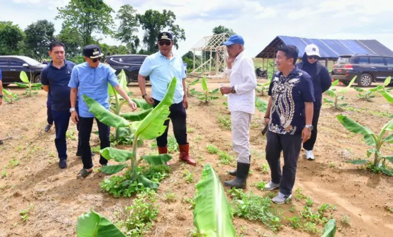 Pj Gubernur Pantau Perkembangan Pisang Cavendish di Bone Pj Gubernur Pantau Perkembangan Pisang Cavendish di Bone