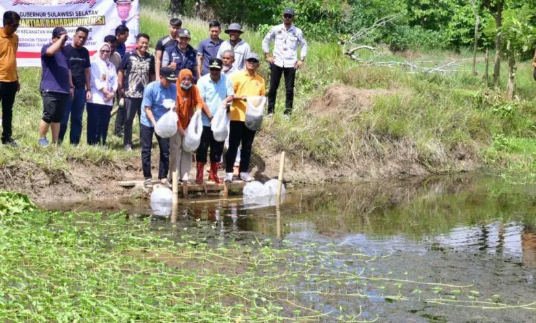 20 Ribu Bibit Ikan Nila Ditebar di Desa Mario Bone 20 Ribu Bibit Ikan Nila Ditebar di Desa Mario Bone