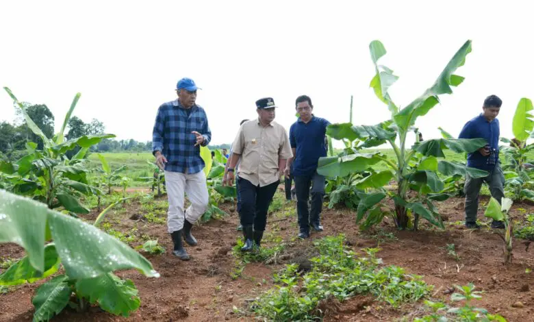 4 Bulan Lagi, Pisang Cavendish di Bone Siap Panen 4 Bulan Lagi, Pisang Cavendish di Bone Siap Panen