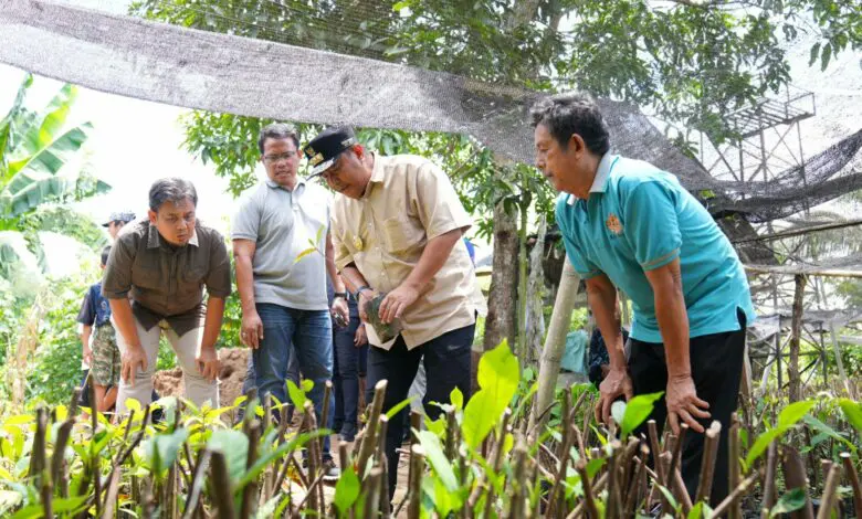 Pj Gubernur Sulsel Cek Lokasi Pembibitan Sukun di Bone Pj Gubernur Sulsel Cek Lokasi Pembibitan Sukun di Bone