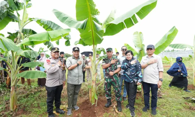 Tumbuh Subur, Pisang Cavendish di Tamarunang Gowa Empat Bulan Lagi Siap Panen Tumbuh Subur, Pisang Cavendish di Tamarunang Gowa Empat Bulan Lagi Siap Panen