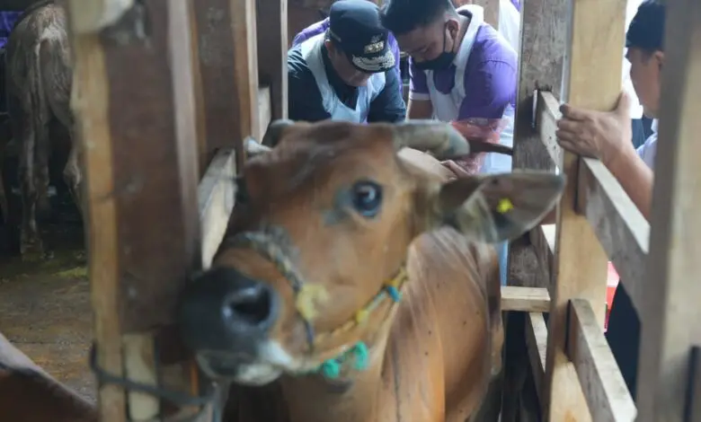 Pj Gubernur Bahtiar Pastikan Program Inseminasi Buatan Sampai ke Peternak Pj Gubernur Bahtiar Pastikan Program Inseminasi Buatan Sampai ke Peternak