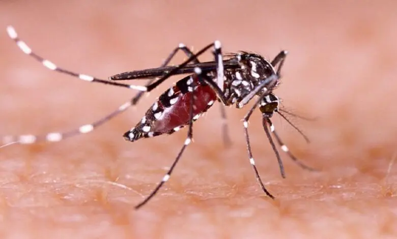 Cegah Demam Bedarah Dengue (DBD), Kadis Kesehatan Sulsel Imbau untuk Biasakan Hidup Sehat Cegah Demam Bedarah Dengue (DBD), Kadis Kesehatan Sulsel Imbau untuk Biasakan Hidup Sehat