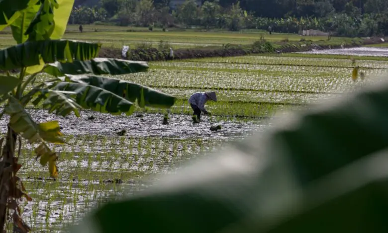 Appalili, Tradisi Suku Makassar Jelang Musim Tanam Appalili, Tradisi Suku Makassar Jelang Musim Tanam