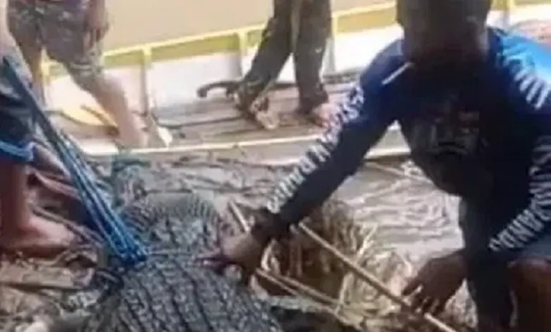 Diduga Terkam Seorang Wanita di Luwu, Seekor Buaya Mati Tragis Perutnya Dibelah Warga Diduga Terkam Seorang Wanita di Luwu, Seekor Buaya Mati Tragis Perutnya Dibelah Warga