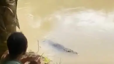 Kembali Muncul di Sungai Palopo, Seekor Buaya Langsung Diberi Makan Ayam Oleh Warga (Foto: Tangkap Layar Video Instagram @palopo_info)