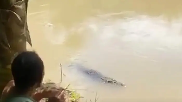 Kembali Muncul di Sungai Palopo, Seekor Buaya Langsung Diberi Makan Ayam Oleh Warga Kembali Muncul di Sungai Palopo, Seekor Buaya Langsung Diberi Makan Ayam Oleh Warga