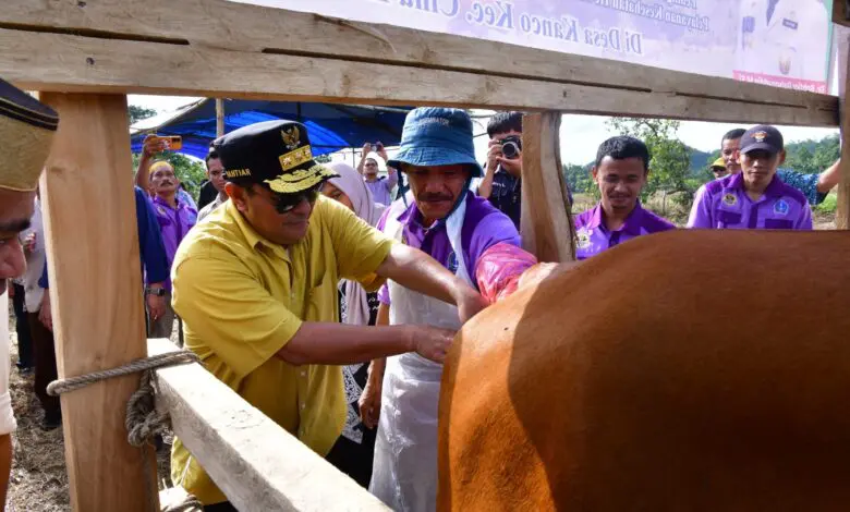 Pj Gubernur Bahtiar Kembali Gencarkan IB untuk Tambah Populasi Ternak di Sulsel Pj Gubernur Bahtiar Kembali Gencarkan IB untuk Tambah Populasi Ternak di Sulsel