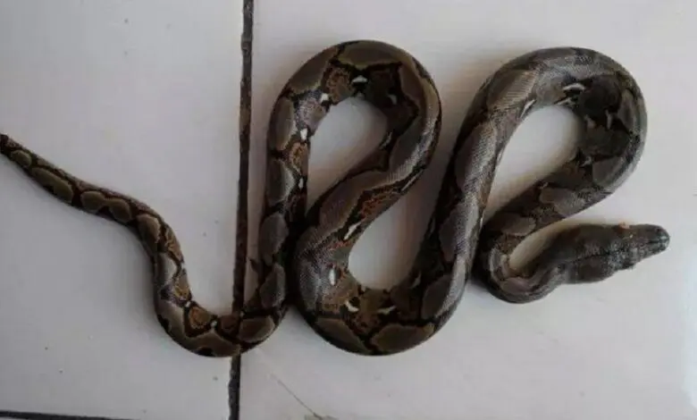 Tragis! Saat Bermain, Bocah 6 Tahun di Luwu Timur Dililit dan Digigit Ular Piton Sepanjang 3 Meter Tragis! Saat Bermain, Bocah 6 Tahun di Luwu Timur Dililit dan Digigit Ular Piton Sepanjang 3 Meter