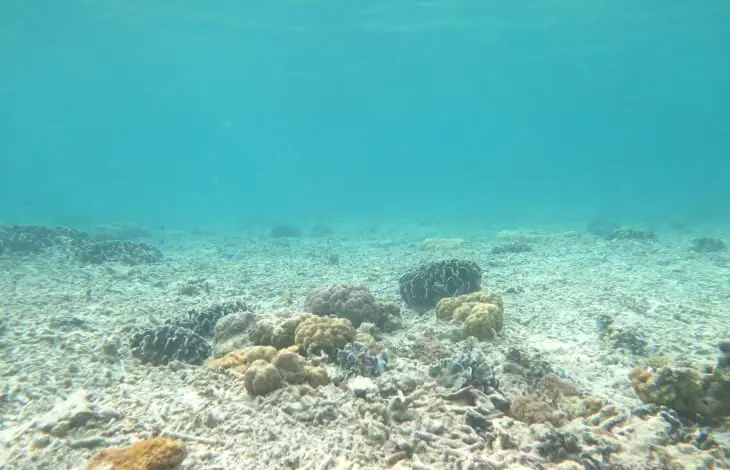 Inisiasi Ranperda Pengelolaan Terumbu Karang Mendapat Apresiasi dari Yayasan Konservasi Laut Indonesia Inisiasi Ranperda Pengelolaan Terumbu Karang Mendapat Apresiasi dari Yayasan Konservasi Laut Indonesia