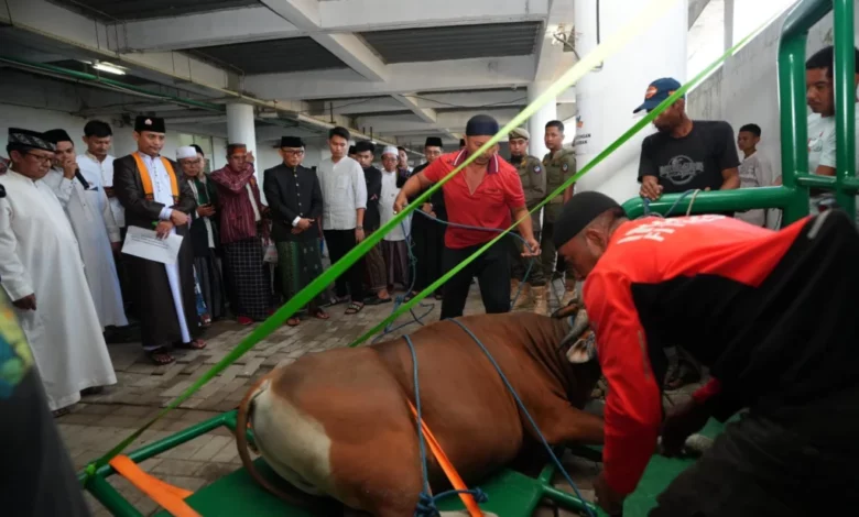 Pj Gubernur Zudan Berkurban Sapi Jumbo Seberat 339 Kg Pj Gubernur Zudan Berkurban Sapi Jumbo Seberat 339 Kg