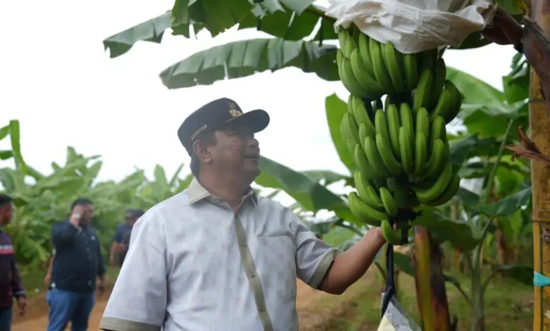 Pj Gubernur Bahtiar: Pisang Cavendish Solusi Terbaik Konversi Pangan Pj Gubernur Bahtiar: Pisang Cavendish Solusi Terbaik Konversi Pangan