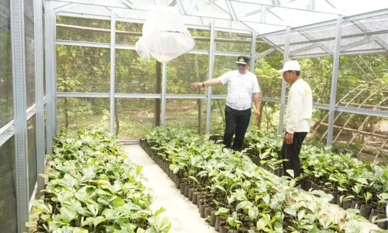 Tambah Komoditas Unggulan Sulbar, Pj Gubernur Bahtiar Pesan 3.000 Bibit Pohon Aren Tambah Komoditas Unggulan Sulbar, Pj Gubernur Bahtiar Pesan 3.000 Bibit Pohon Aren