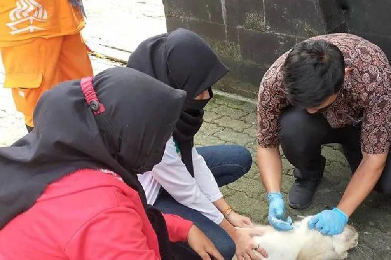 27 Kasus Terindikasi Rabies, Pemprov Sumut Imbau Warga Vaksin Hewan Peliharaan