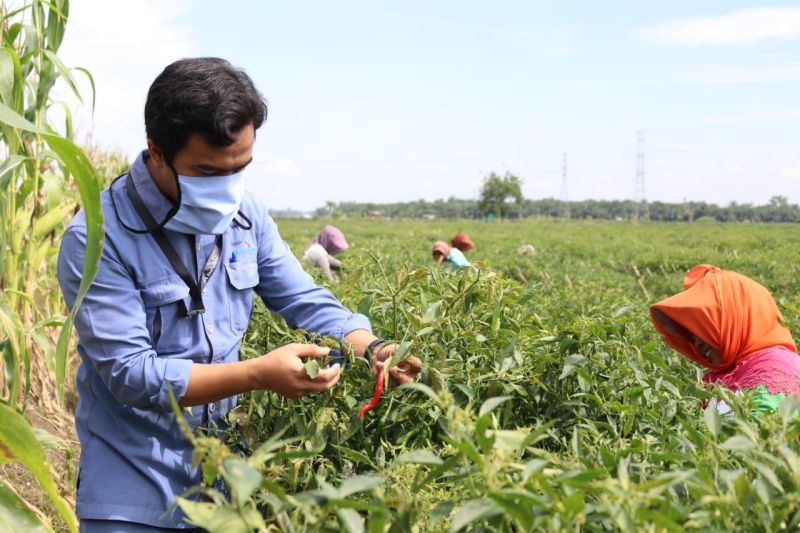 Program CSR PT Inalum Dorong Kesejateraan 400 Petani Cabai di Sumut