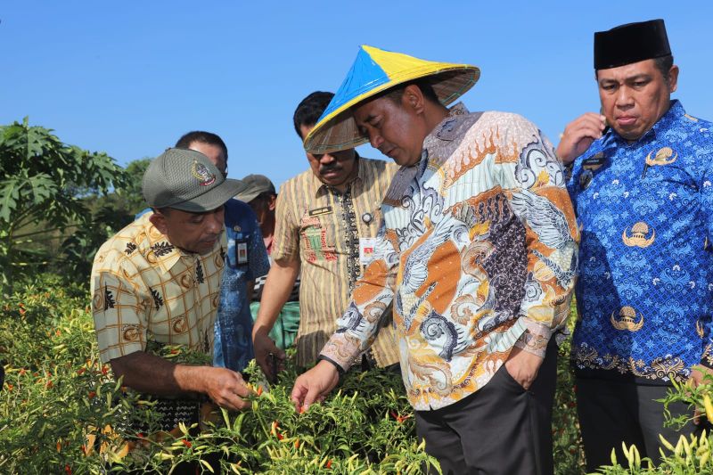 Pj Gubernur Sulsel Panen Cabai Cakra Putih di Kabupaten Maros