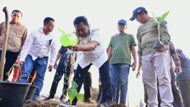 Sulsel Undang Pihak Swasta Berinvestasi di Budidaya Pisang