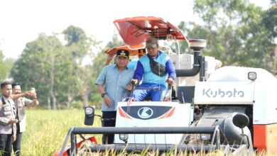 Panen Raya di Gowa, Sulsel Sukses Tangani Dampak El Nino