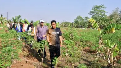 Usai Pemilu, Pj Gubernur Bahtiar Undang Jokowi Tinjau Budi Daya Pisang di Sulsel