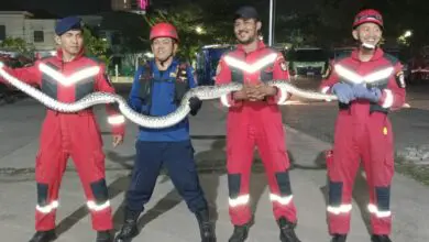 Ular Piton Seukuran Betis Masuk Hotel Gammara Makassar
