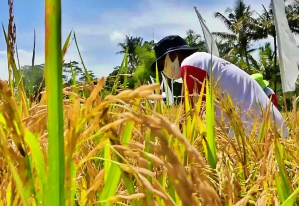 3.290 Petani Sulselrabar Nikmati Program Elektrifikasi Pertanian dari PLN