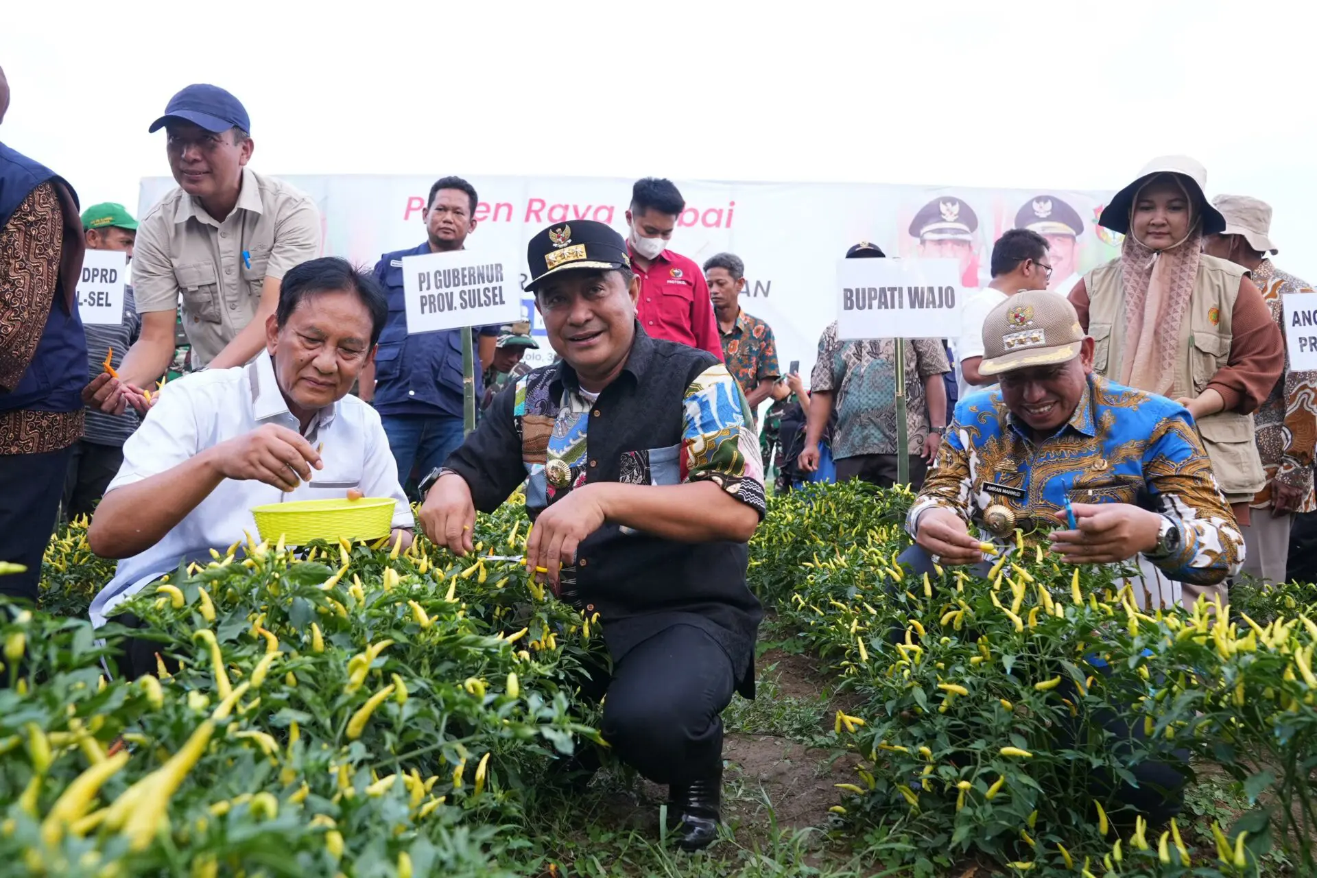 Sulsel Kompak Panen Raya Cabai