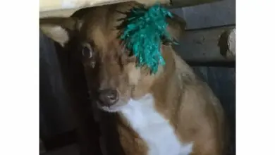Aksi Penyelamatan Damkar Makassar saat Anjing Peliharaan Dibusur Anak Tetangga