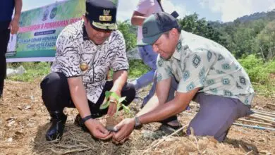 Kota Palopo Siapkan Lahan 48 Ha untuk Budidaya Pisang