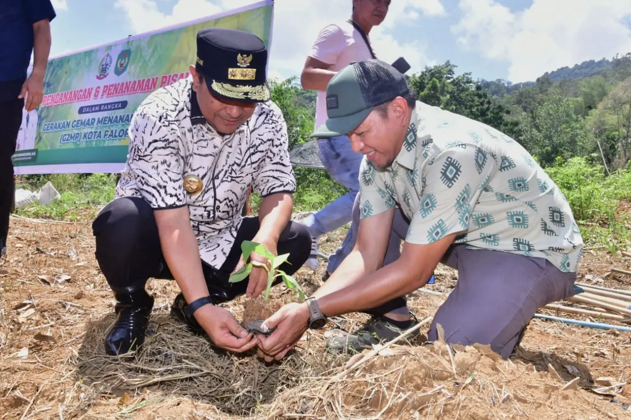 Kota Palopo Siapkan Lahan 48 Ha untuk Budidaya Pisang
