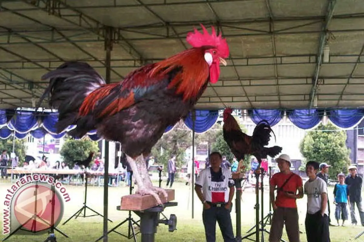 Ayam Ketawa, Simbol Status Sosial Bangsawan Bugis yang Nyaris Punah