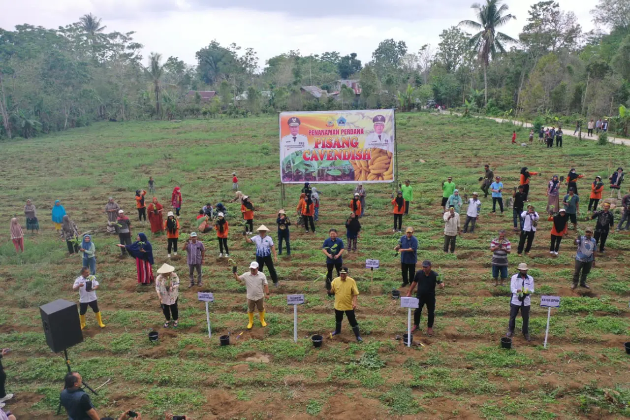 Ubi dan Jagung Kurang Berhasil, Petani di Bantaeng Beralih ke Pisang Cavendish