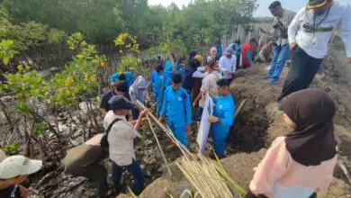 DKP Sulsel Tanam 78 Ribu Mangrove di Bone