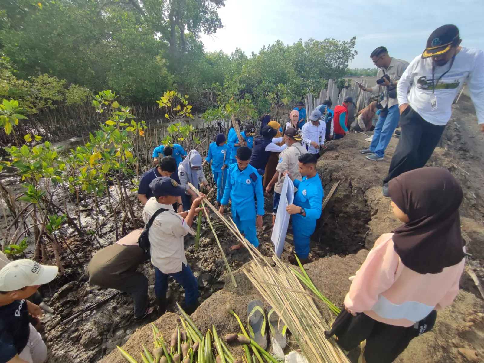DKP Sulsel Tanam 78 Ribu Mangrove di Bone