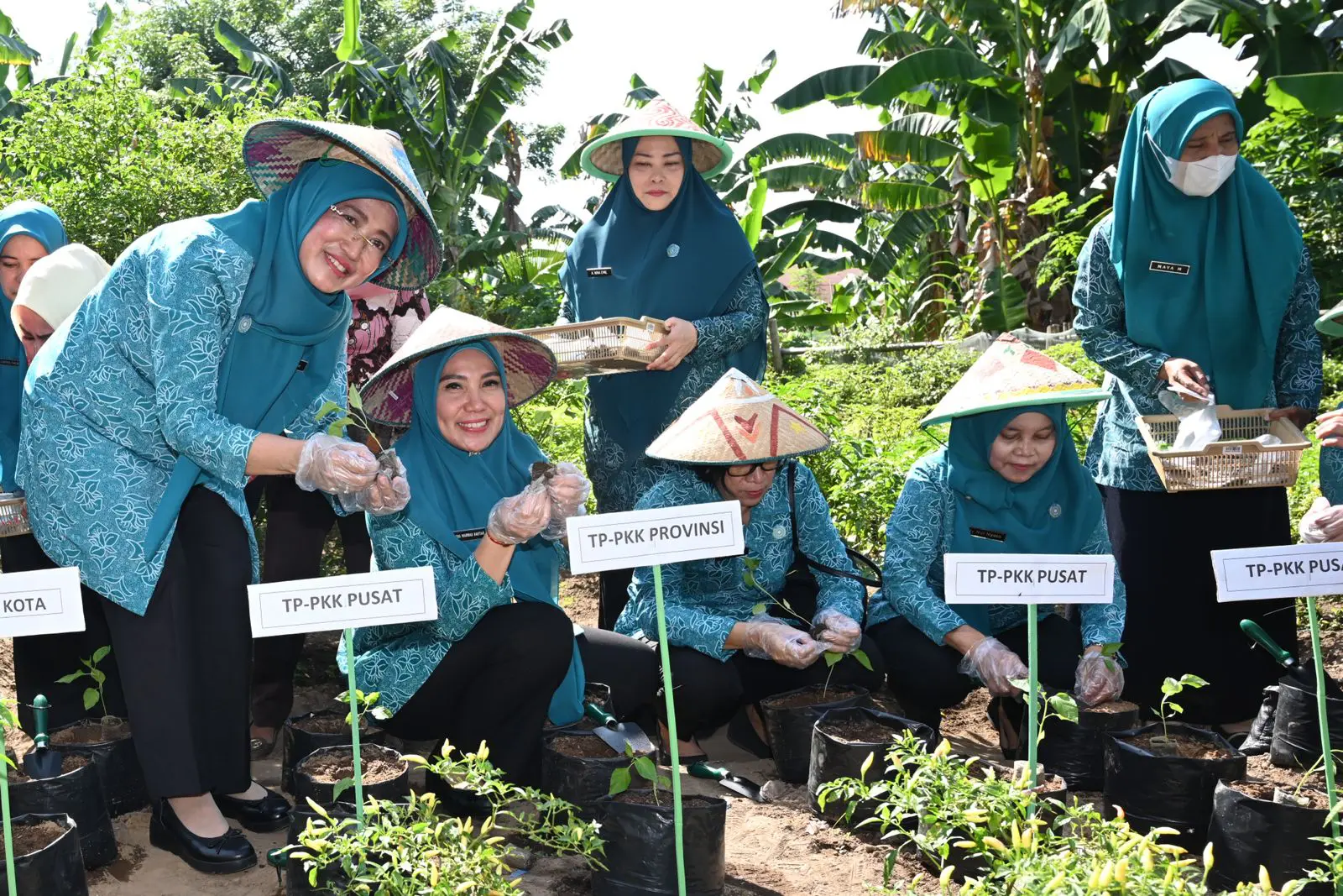 Tim PKK Pusat Kagum Dengan Gerakan Menanam Cabai di Sulsel