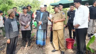 Ponpes DDI Mangkoso Dukung Budidaya Pisang Cavendish