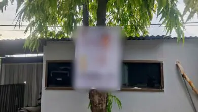 Cabut Poster Caleg di Pohon, DLH Makassar Kumpulkan 7 Kg Paku