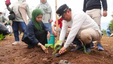 Universitas Swasta Wilayah Sultanbatara Dukung Program Budidaya Pisang Cavendish