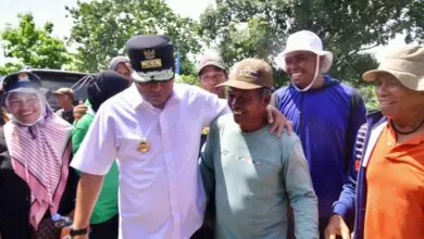 Petani Sidrap Tanam Pisang Cavendish Tumpang Sari Kacang Tanah